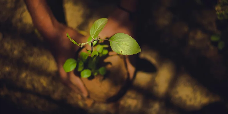 Reforestation avec l'association Graines de Vie - Un arbre planté par commande